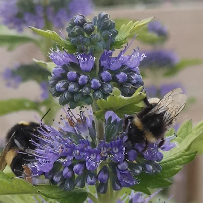 Bees on a flower
