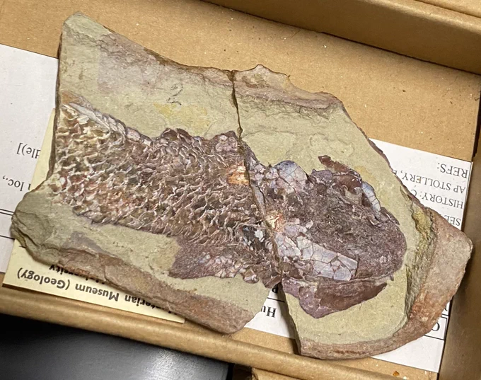 Fossil Osteolepis, showing its skull and half its body with brown shiny scales in a tan coloured rock. It has a repaired crack down the middle and sits on labels in a cardboard tray.