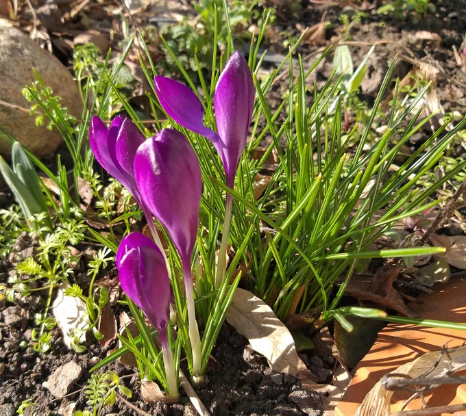 Lila Krokusse im Garten