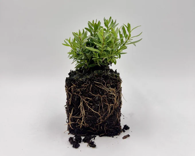 An unpotted plant on a grey background