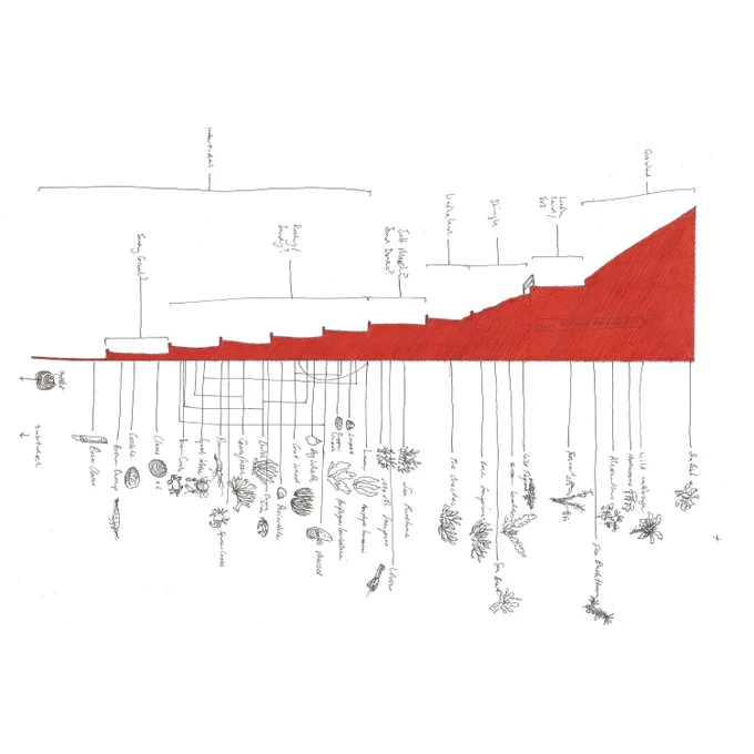 A hand drawn image in red of the side profile of a beach, with each area marked by its possible flora and fauna.