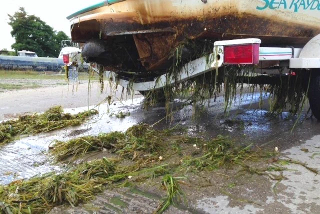 Weeds on watercraft.