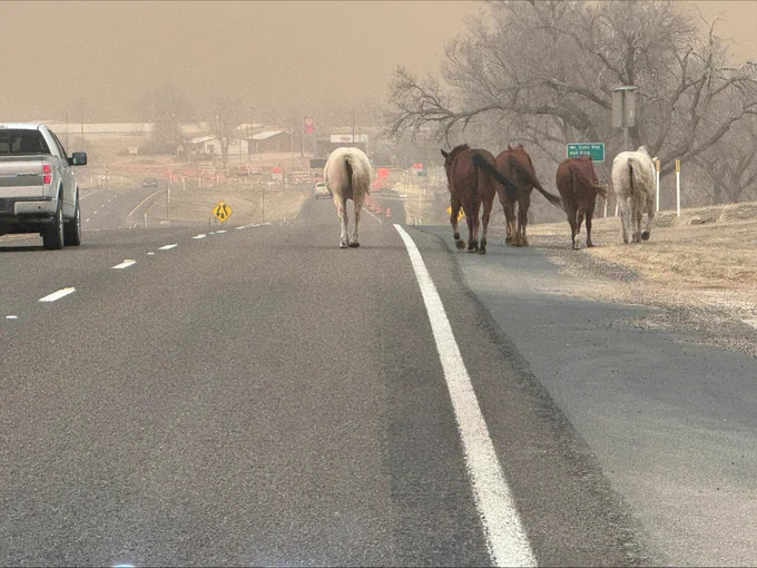Horses on the side of the road as fires continue to burn land in the Texas Panhandle. 