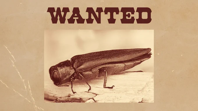 A brown wanted poster features a emerald ash borer or EAB