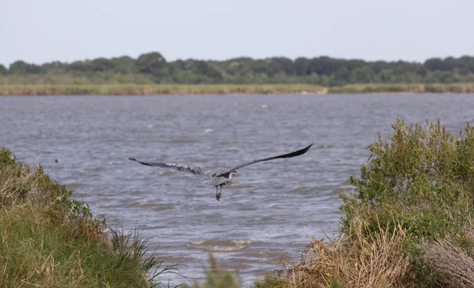 A large gray heron flies through a wetland away from the camera. A bobcat can barely be seen watching from the vegetation. 