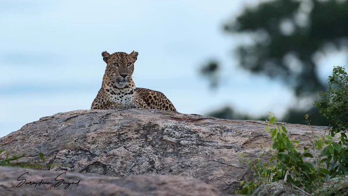 Witnessed a breathtaking moment at Kumana Wewa!

Iconic Female Leopard at Kumana Wewa, Kumana National Park Sri Lanka. 

Never mind the number of trips you make to a national park. As soon as you enter through the gates, you instinctively take in the terrain afresh, marveling at the beauty because you are enamored  and smitten.

We photographers often dream of unique frames, the image set in your favorite spots, and your subject well composed.  The yearning for a special frame is what draws us to the parks repeatedly. 

I thought I grabbed one with this image.  Her sleek form contrasted against the azure sky, creating a mesmerizing tableau, looking directly into the camera, and lying on my favorite rock at Kumana Wewa. The early morning light could have been better. 

She’s quietly moved away from her cubs and was seen with the male whose territory overlaps hers. Likely, they’d mate again.