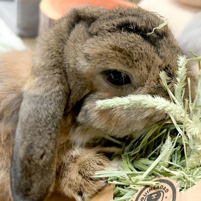 A close-up photo of a brown and tan bunny eating hay. The bunny's eye is visible, and it has a circular tag near its mouth that says 'GUINEADAD.