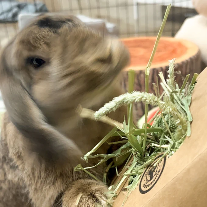 A blurred motion photo of a brown and tan bunny with hay in its mouth. The bunny is partially in motion, causing a blur effect, with a 'GUINEADAD' tag visible in the foreground.
