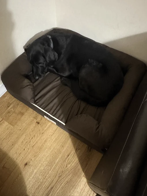 The picture shows a black dog lying on a brown dog bed. The bed is placed on a wooden floor next to a dark brown leather couch. The dog appears to be resting comfortably with its head down and eyes closed. The wall behind the couch is a light color, providing a contrast to the dark tones of the dog, bed, and couch.