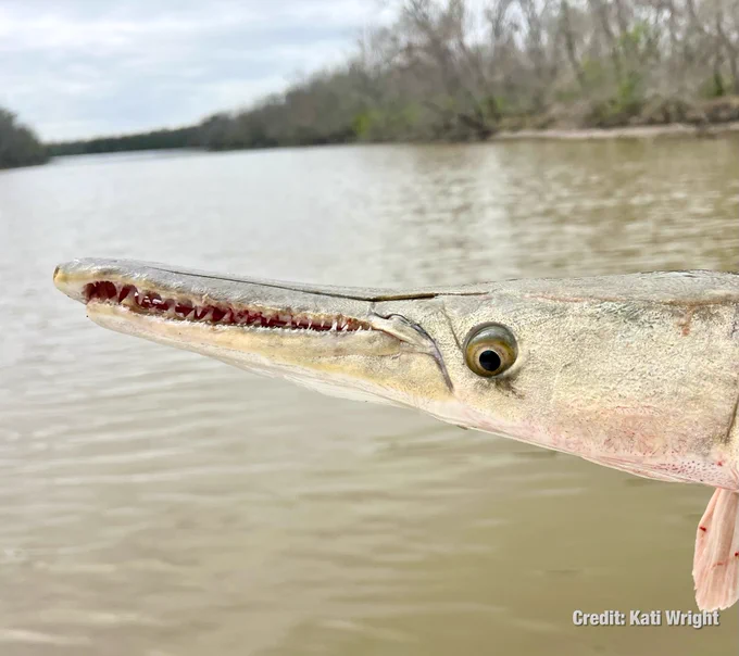 Headshot image of an Alligator Gar with a large river in the background.