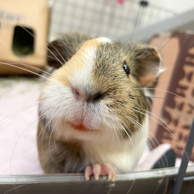 Close-up of a guinea pig peeking over a transparent barrier, with a soft focus on its whiskers and a blurred background hinting at a cozy indoor setting.