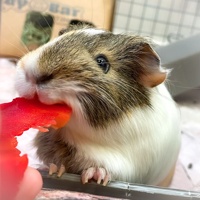 A guinea pig nibbling on a piece of bright red bell pepper, holding it with its small pink paws, with a clear focus on its contented expression.