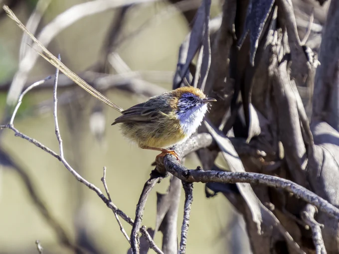 📷 Mallee emu-wren. Photo: David Cook CC-BY-NC 2.0. 