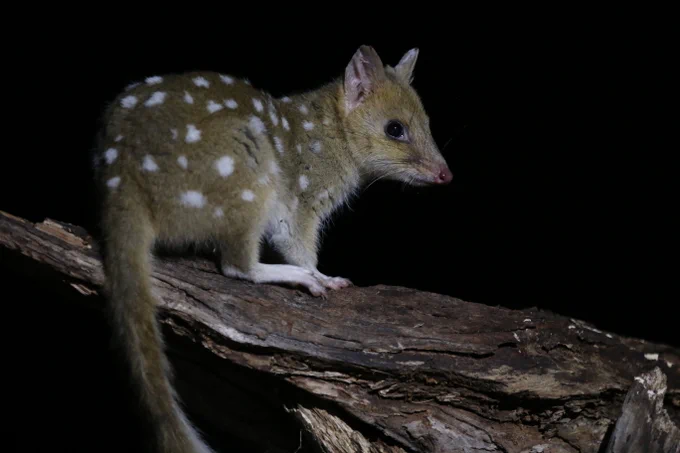 📷 Eastern quoll. Photo: David Hamilton. 