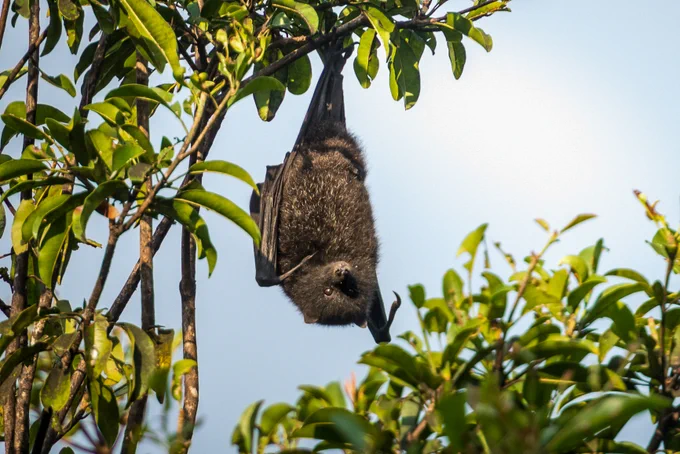 📷 Christmas Island flying-fox. Photo: Welbergen CC BY-SA 3.0. 