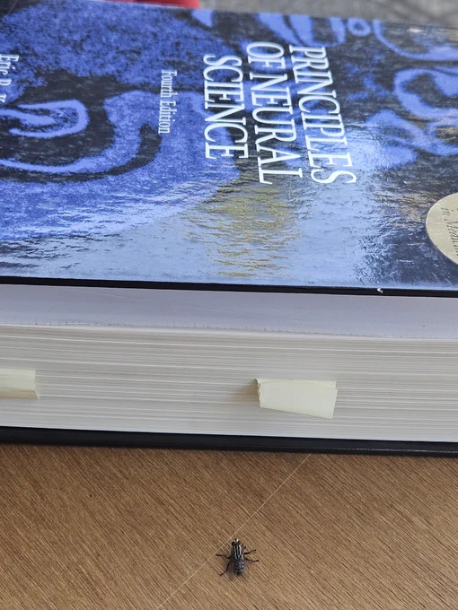 Image shows a fly on a wooden table looking in the direction of a book - "Principles of neural science".