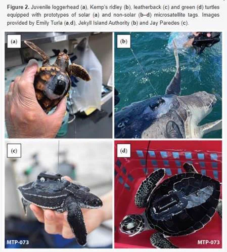 Image from: Novel Microsatellite Tags Hold Promise for Illuminating the Lost Years in Four Sea Turtle Species

Link: https://www.mdpi.com/2076-2615/14/6/903
