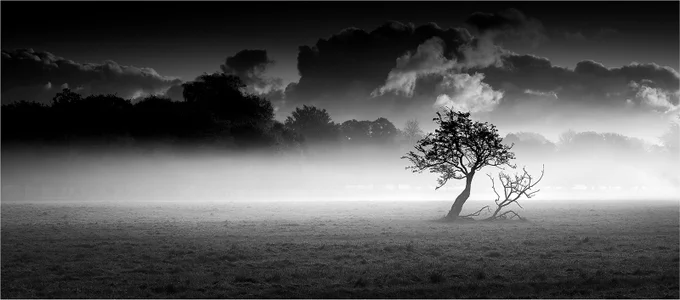 Serene Phoenix - taken on a misty morning at the famous Phoenix Park in Dublin, Ireland. (Oct 2023)