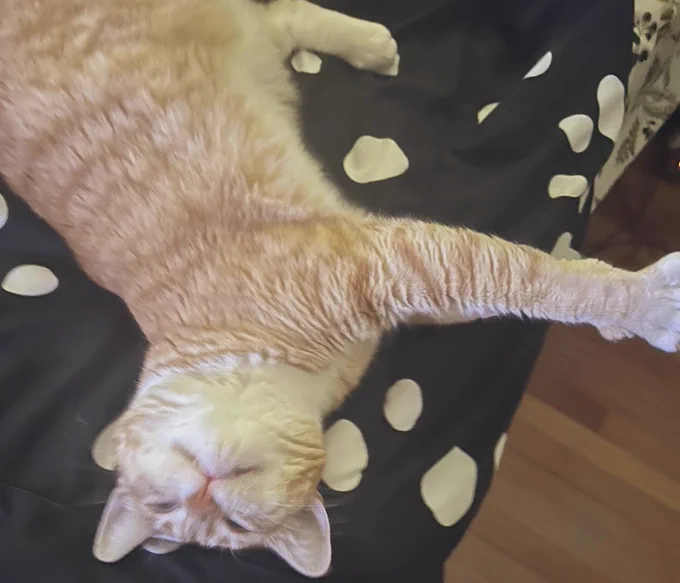 blurry picture of an orange cat sprawled out very dramatically. he is starving and has visibly begun to die