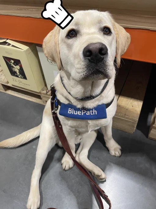 A golden lab sits and looks up patiently at the camera, with a cartoonish chef hat photoshopped onto his head