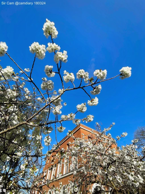 Spring blossom in Cambridge, 18 March 2024.