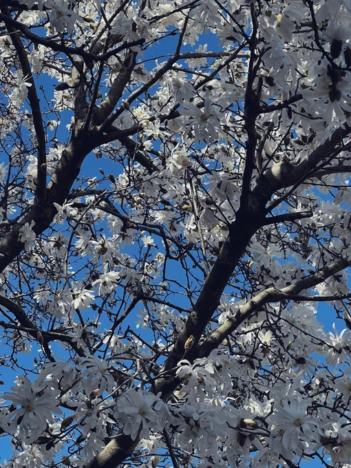 A flowering tree in full bloom. This is a photo taken from underneath the tree, two big branches filled with white flowers can be seen
