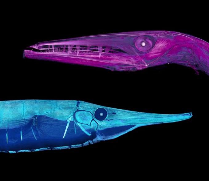 Two contrast-enhanced scans of fish heads, a daggertooth (Anotopterus pharao) and a slender fish (Centriscus scutatus).  