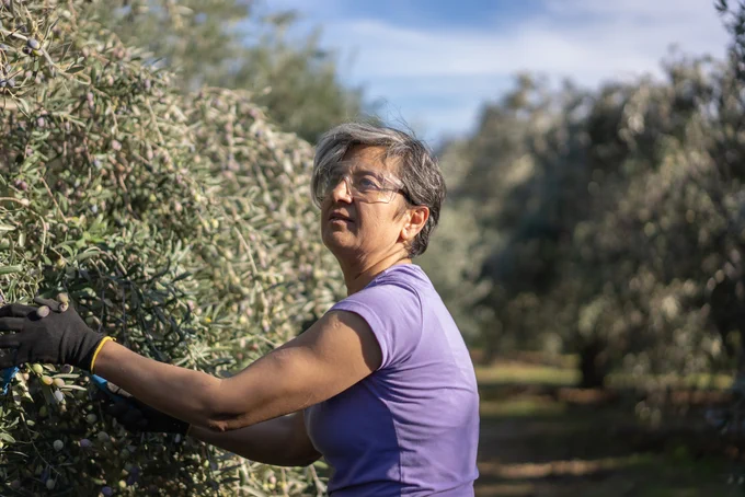 women harvesting olives wearing eye protection