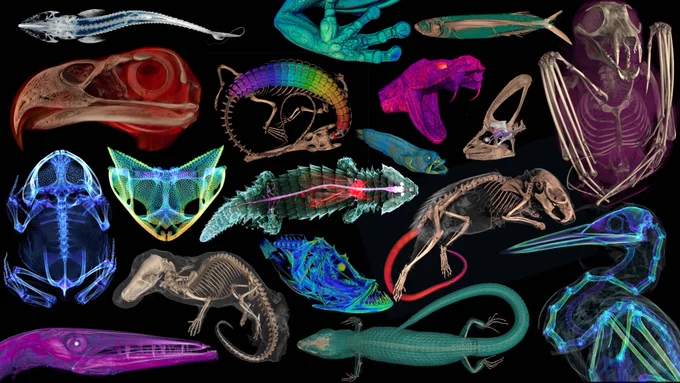 collage of images extracted from 3D scans of multiple vertebrates, including frogs, fish, lizards, birds, rodents, and others.  