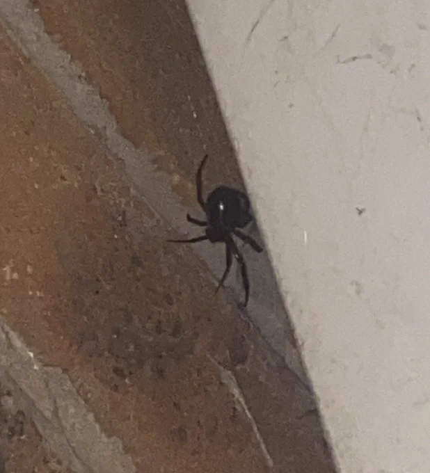 Spider !!!