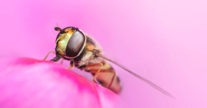Hoverfly on a pink flower.
Credit Jamie Spensley.