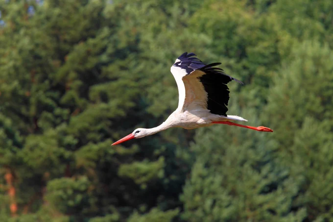 A white stork flying in Poland.

A white stork gliding through the air with a thick forest of trees in the background. 

Christian Ziegler 