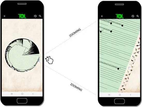 Images that illustrate the zoom capability of the tree of life app based on data synthesized by Del Risco et al.