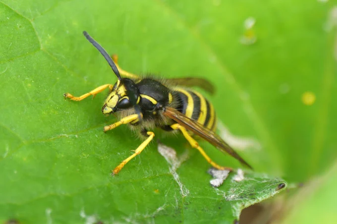 Dolichovespula saxonica. A social wasp.