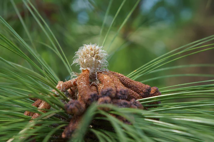Longleaf pine pollen by John Winder: https://www.flickr.com/photos/83833206@N00/42094013401/in/photolist-278GPDK