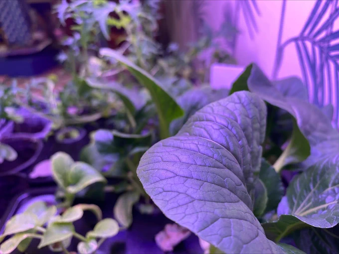 A close up of a pak choi leaf growing in a hydroponic unit
