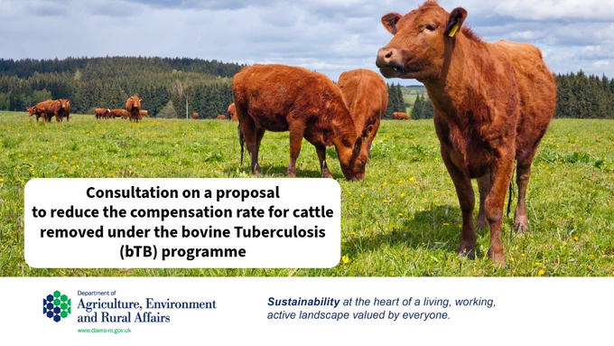 An image of two brown cattle in a field. Black text on a white background reads “consultation on a proposal to reduce the compensation rate for cattle removed under the bovine Tuberculosis (bTB) programme”.