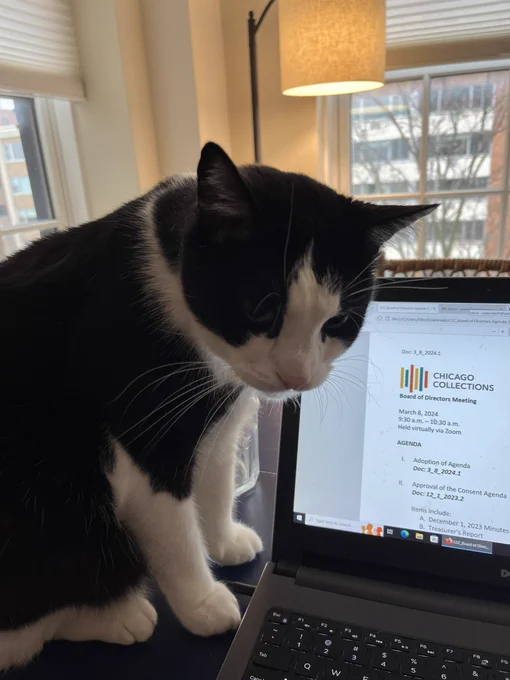 A tuxedo cat sits next to a laptop