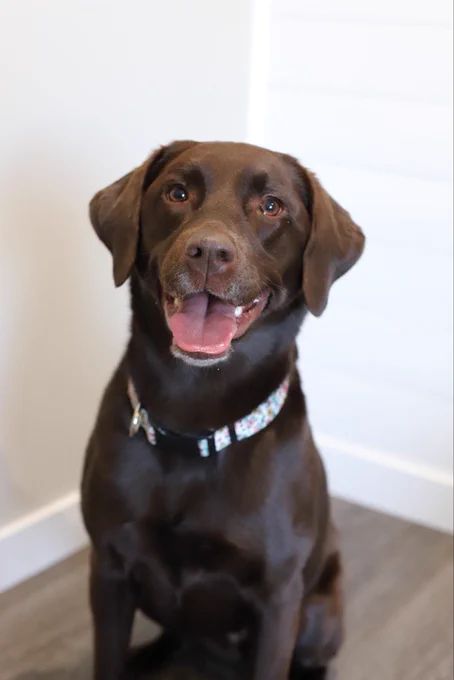 Photo of Bayleigh the chocolate lab