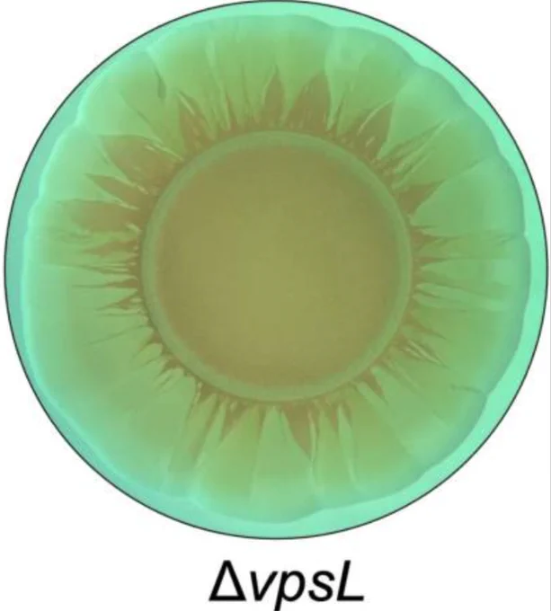 A green circle with an orange center and yellow/orange shading that looks almost like petals surrounding the center is shown.  