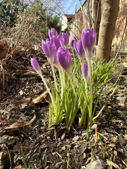 A bunch of purple crocus in bloom. The green stems stand tall. The flowers are only partially open. It is a sunny day.