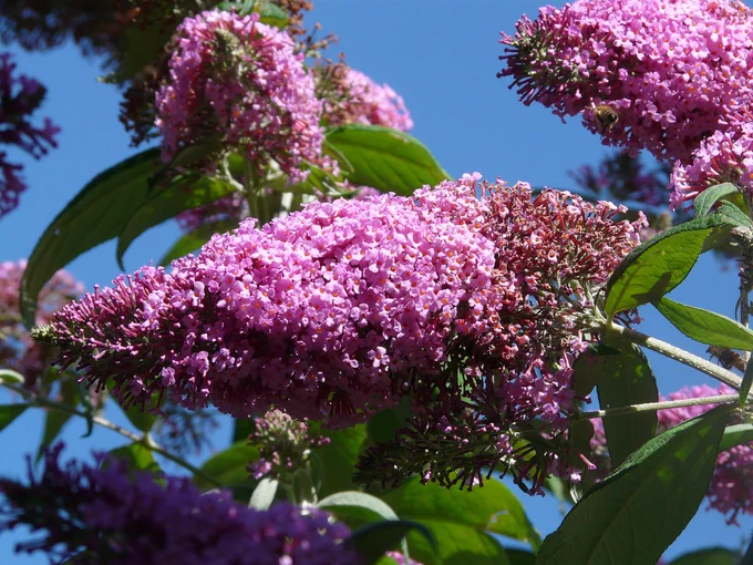 Purple flowers of a buddleja.
