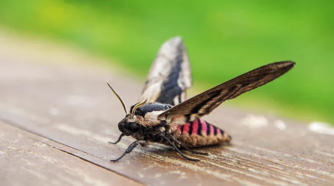 Brown and Black Hawk Moth on Wood