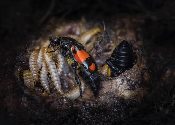 Capture of Burying beetle parents (Nicrophorus vespilloides) tending to their young in a dead mouse, with the female in the foreground  feeding her larvae.