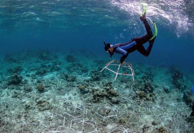 Reef Stars are installed in degraded areas to stabilise loose rubble and kickstart rapid coral growth. Credit: The Ocean Agency

