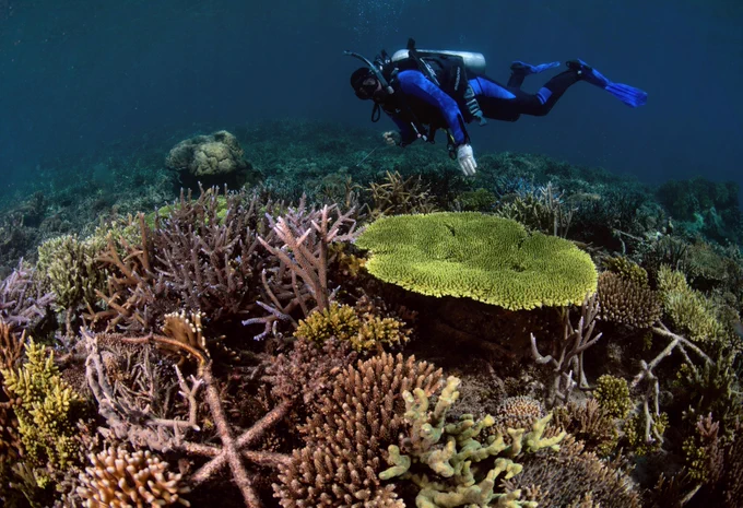 A restored reef, 4 years after installing Reef Stars. Credit: The Ocean Agency
