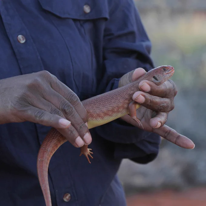 A Tjakuṟa (Mulyamiji, or Great Desert Skink). Image by Nicolas Rakotopare/ Indigenous Desert Alliance.