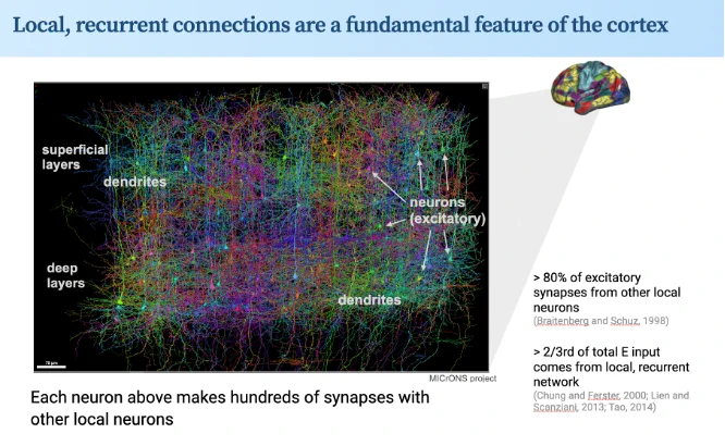 slide format: local, recurrent connections are a fundamental feature of the cerebral cortex