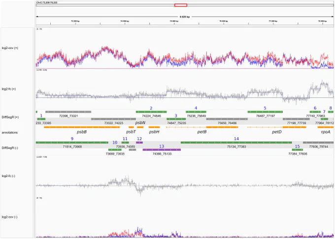 To fully understand gene regulation, it is necessary to have a thorough understanding of both the transcriptome and the enzymatic and RNA-binding activities that shape it. While many RNA-Seq-based tools have been developed to analyze the transcriptome, most of them only consider the abundance of sequencing reads along annotated patterns (such as genes). These annotations are typically incomplete, leading to errors in differential expression analyses.
To address this question the OGE and GNET team from IPS2, with the support Phenoscope, the POPS platform and the LaMME, published in NAR Genomics and Bioinformatics DiffSegR, an R package that enables the discovery of transcriptome-wide expression differences between two biological conditions using RNA-Seq data. DiffSegR does not require prior annotations and uses a multiple changepoints detection algorithm to identify the boundaries of differentially expressed regions based on the per-base log2 fold change. In a few minutes of computation