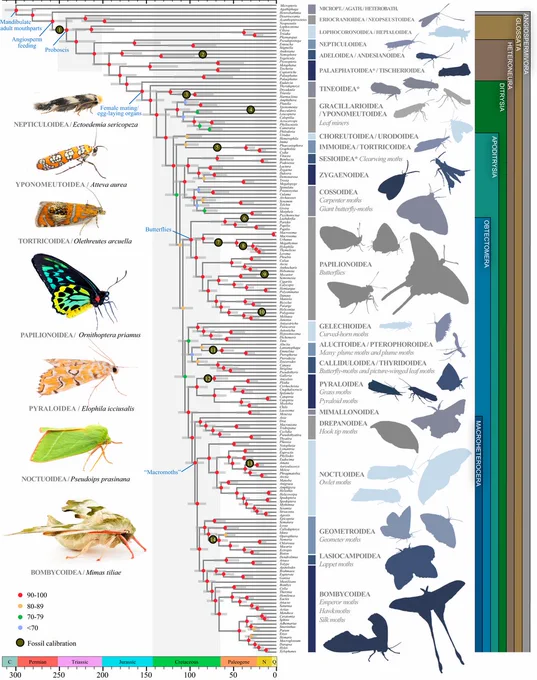 Dated evolutionary tree of butterfly and moth relationships. The tree shows that butterflies (Papilionoidea) form a monophyletic group (ie a group that consists of all the species that share a single common ancestor, and no species that are not descended from that ancestor) with its origin dating to the Cretaceous Period. Moths are not a monophyletic group, as the figure shows Papilionoidea butterflies nested within the branches of different moth taxa.